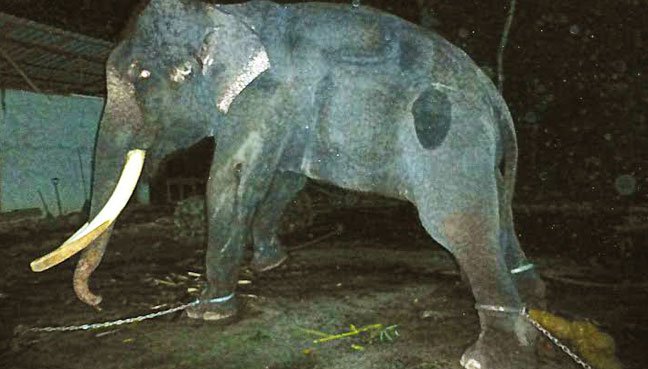 elephant-lasah-malaysia-3