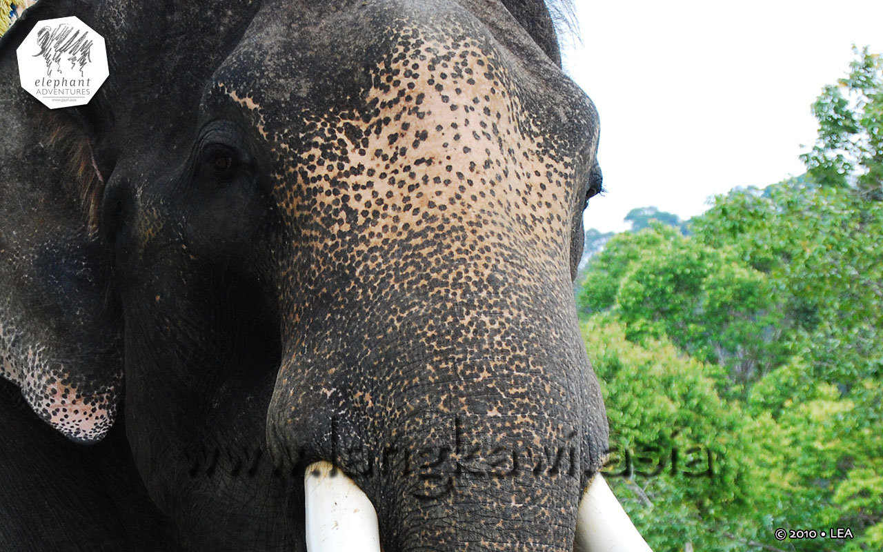 elephant-lasah-malaysia-4