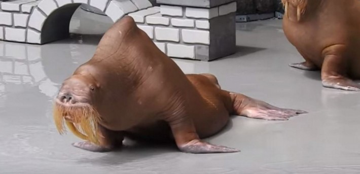 zeus-morse-marineland-2