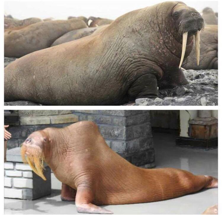 zeus-morse-marineland-1