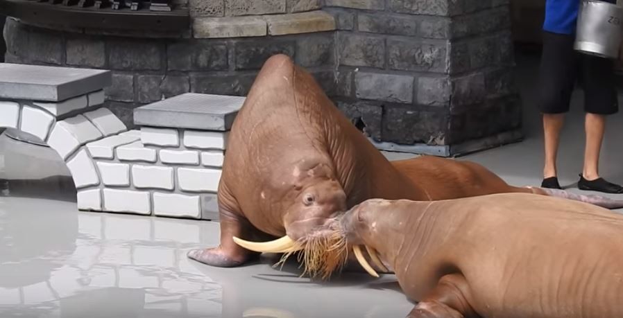 zeus-morse-marineland-3