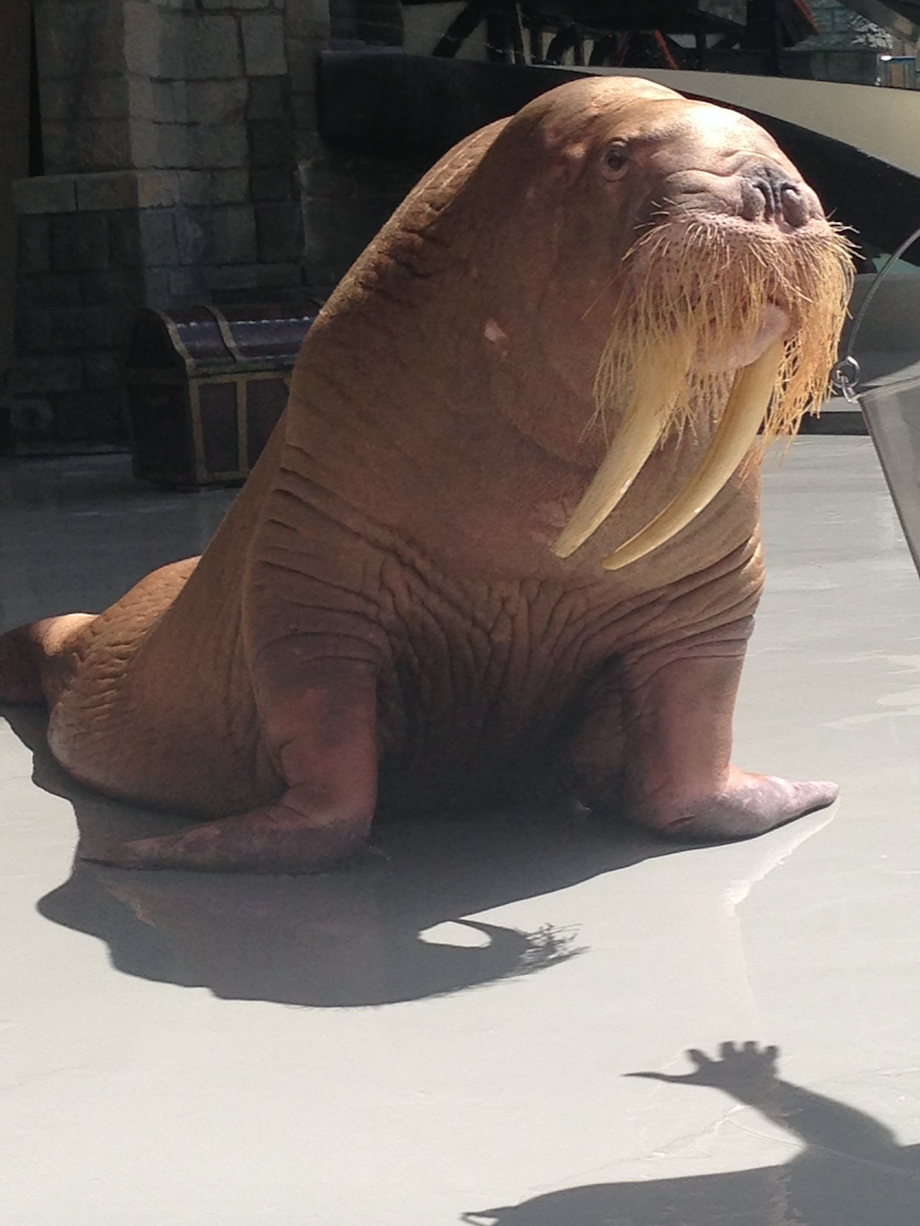 zeus-morse-marineland-4