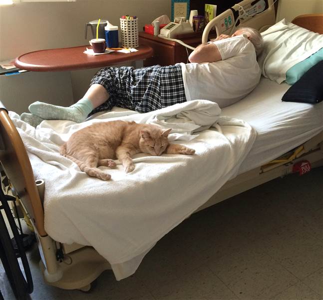 tom-cat-hospital-3