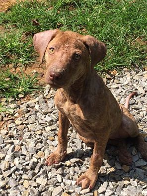 callie-chienne-sauvetage-3