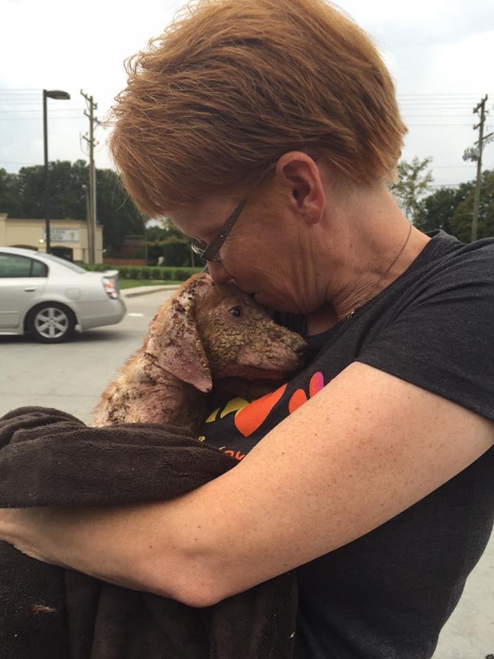 callie-chienne-sauvetage-4