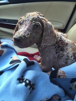 callie-chienne-sauvetage-2