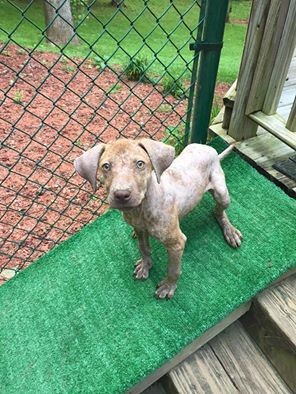 callie-chienne-sauvetage-5