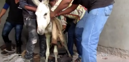 donkey-rescue-5