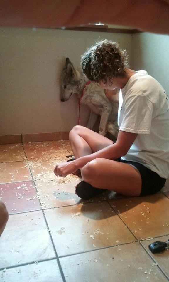 castiel-chien-loup-sauvetage-1