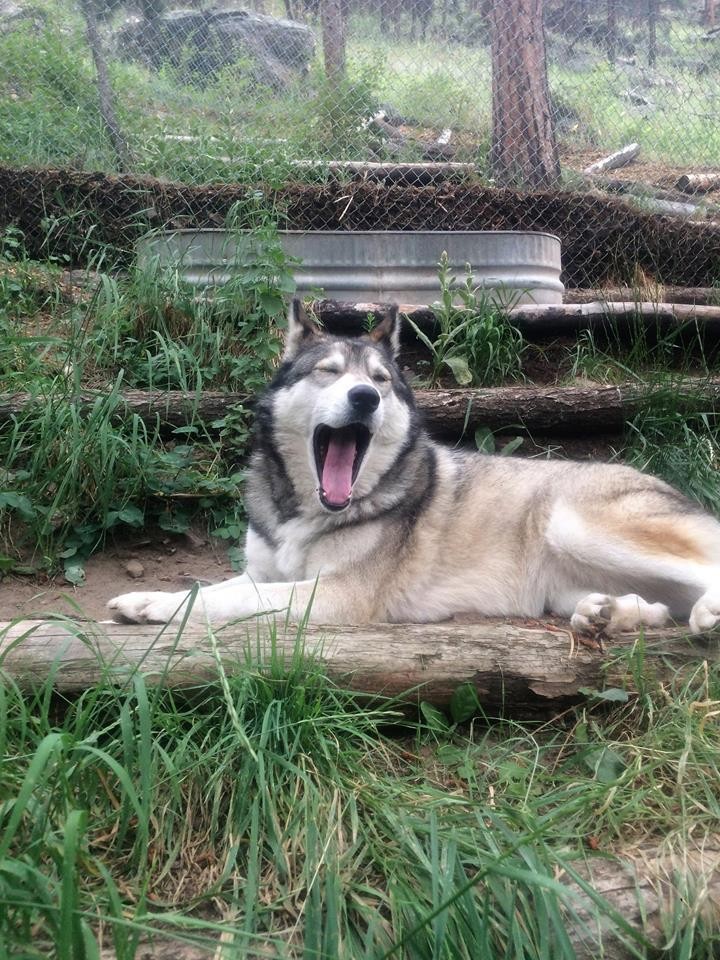 castiel-chien-loup-sauvetage-8