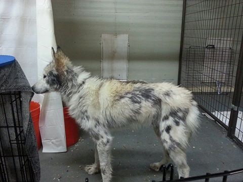 castiel-chien-loup-sauvetage-4