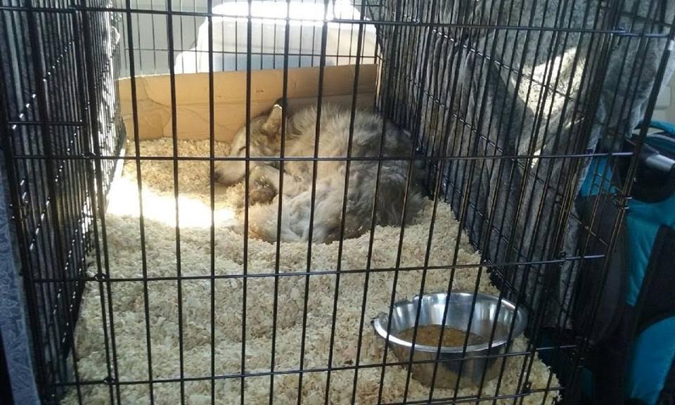 castiel-chien-loup-sauvetage-2