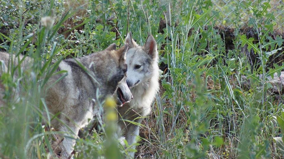 castiel-chien-loup-sauvetage-7