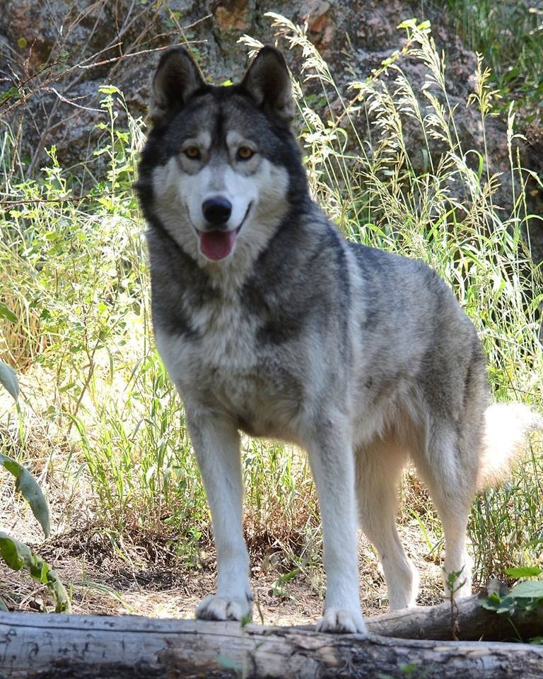 castiel-chien-loup-sauvetage-6