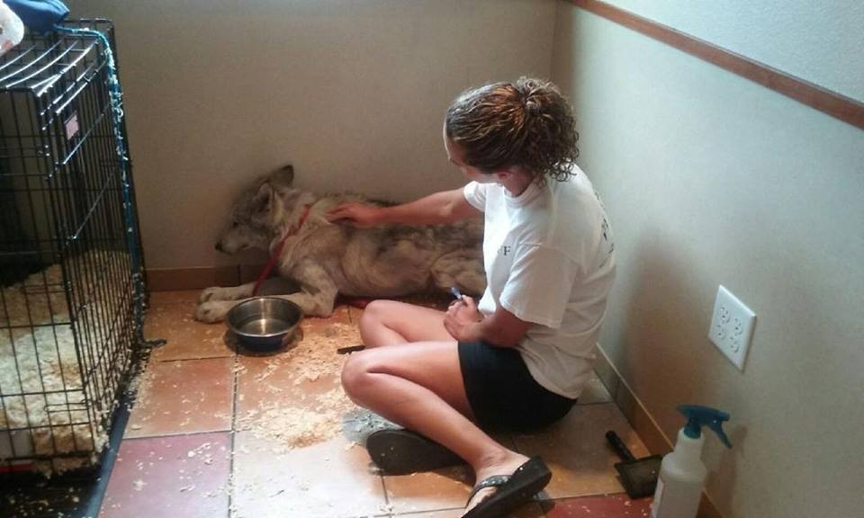 castiel-chien-loup-sauvetage-5