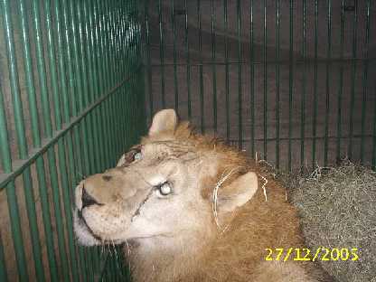 lion-cirque-13-ans-liberation-5