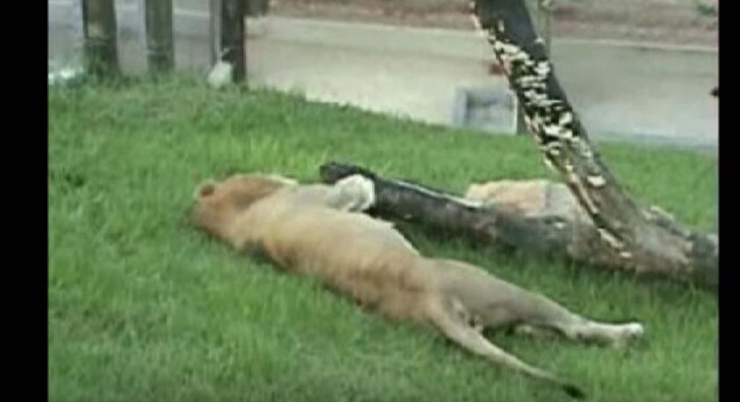 lion-cirque-13-ans-liberation-4