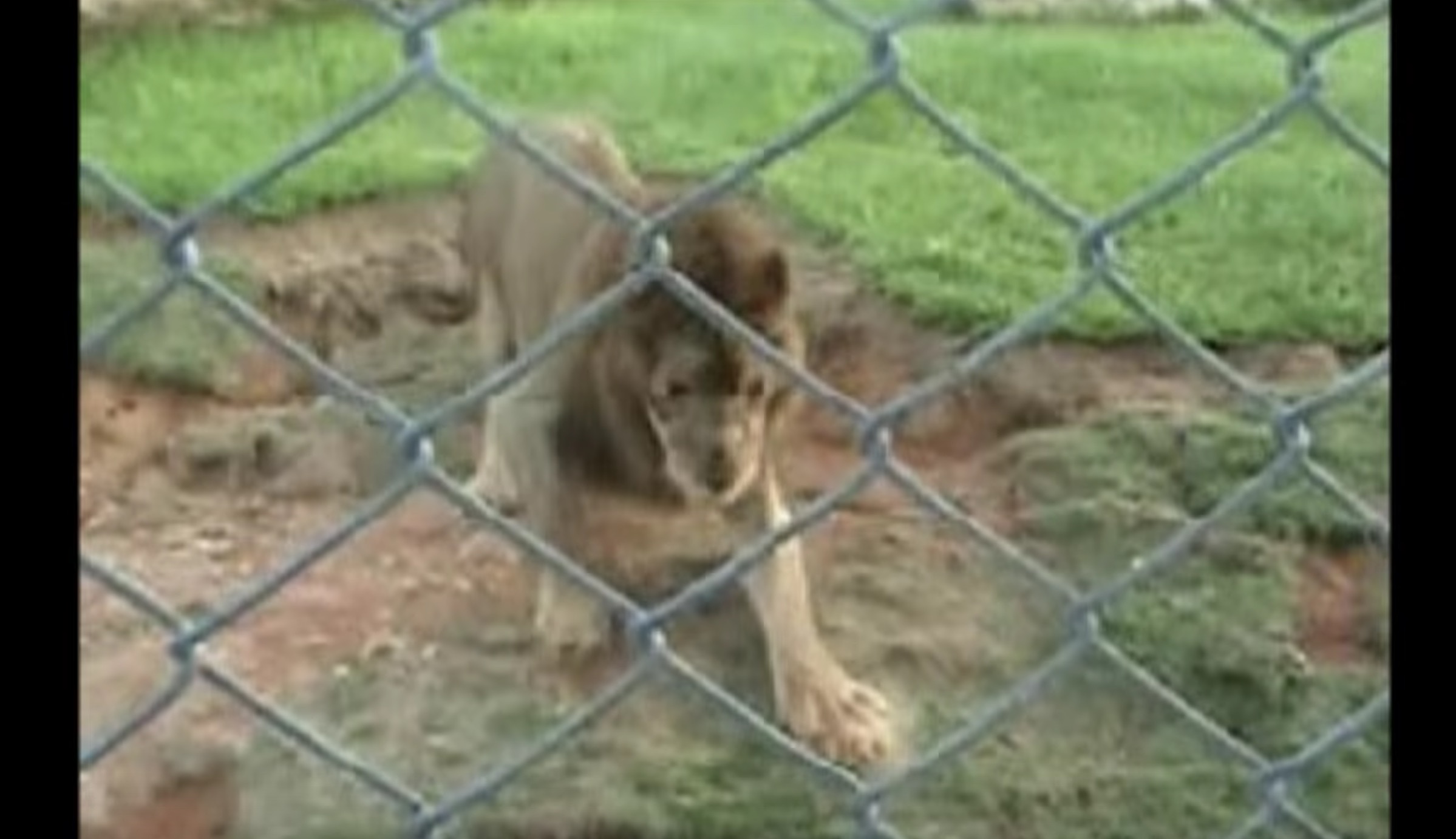 lion-cirque-13-ans-liberation-2