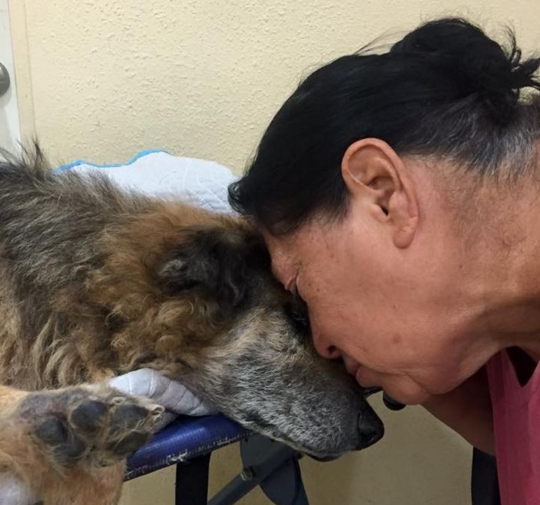 shelter-volunteer-10