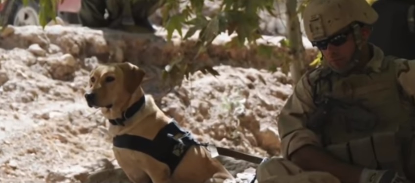 taylor-chien-soldat-retrouvailles-2