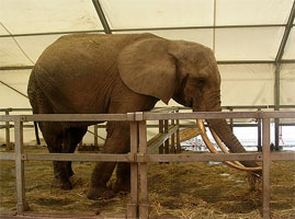 elephant-bullhook-californie-5