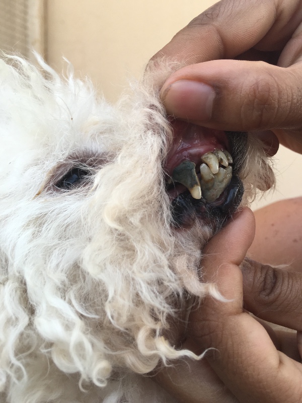 zoo-chats-chiens-bahrein-3