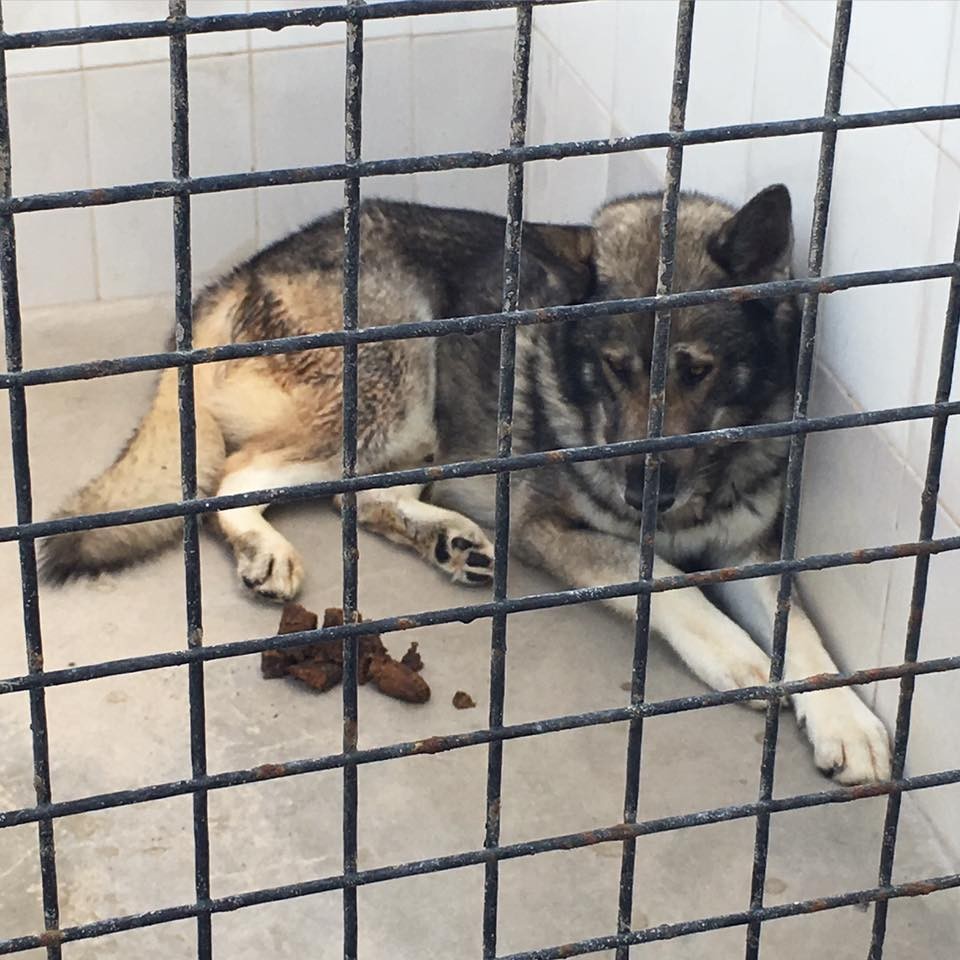 zoo-chats-chiens-bahrein-2