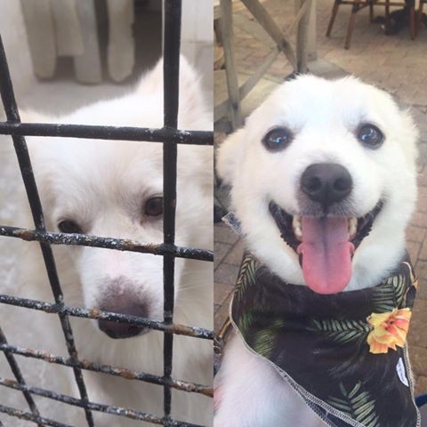 zoo-chats-chiens-bahrein-5