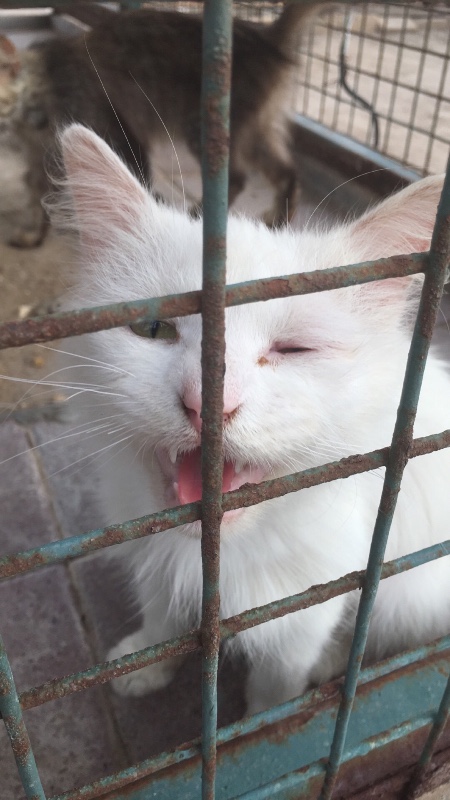 zoo-chats-chiens-bahrein-4