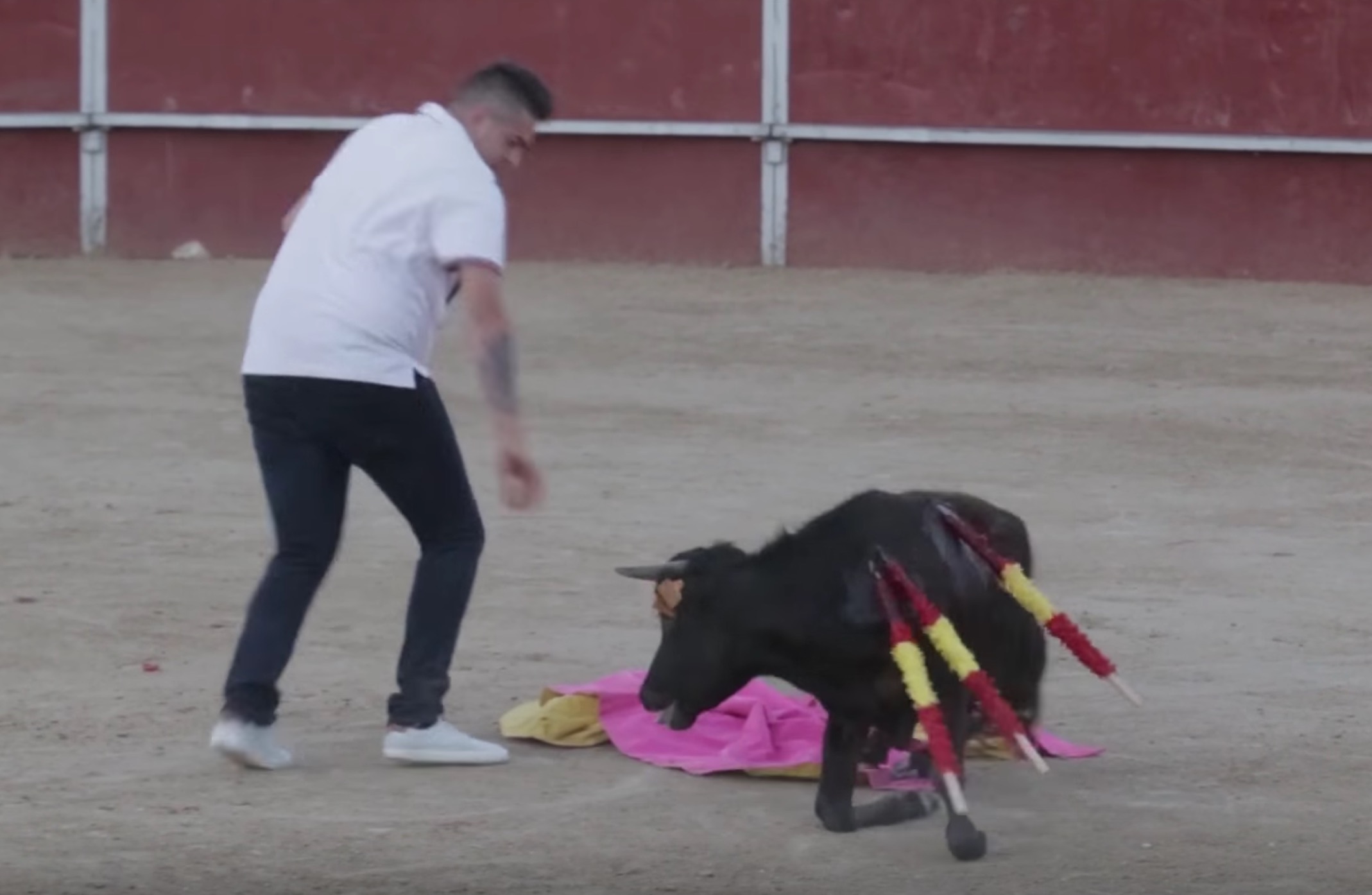 becerrada-veau-corrida-espagne-4