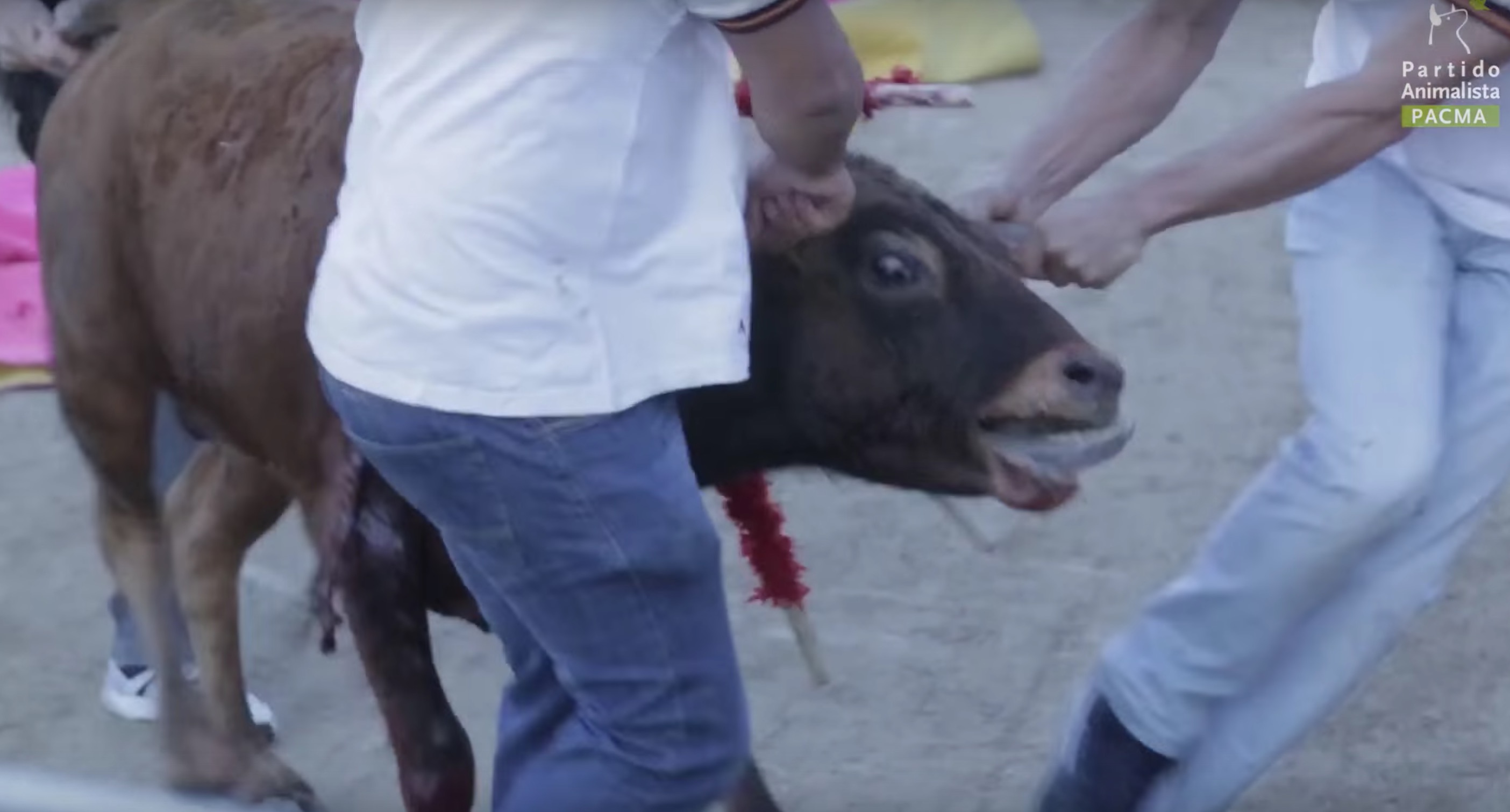 becerrada-veau-corrida-espagne-2