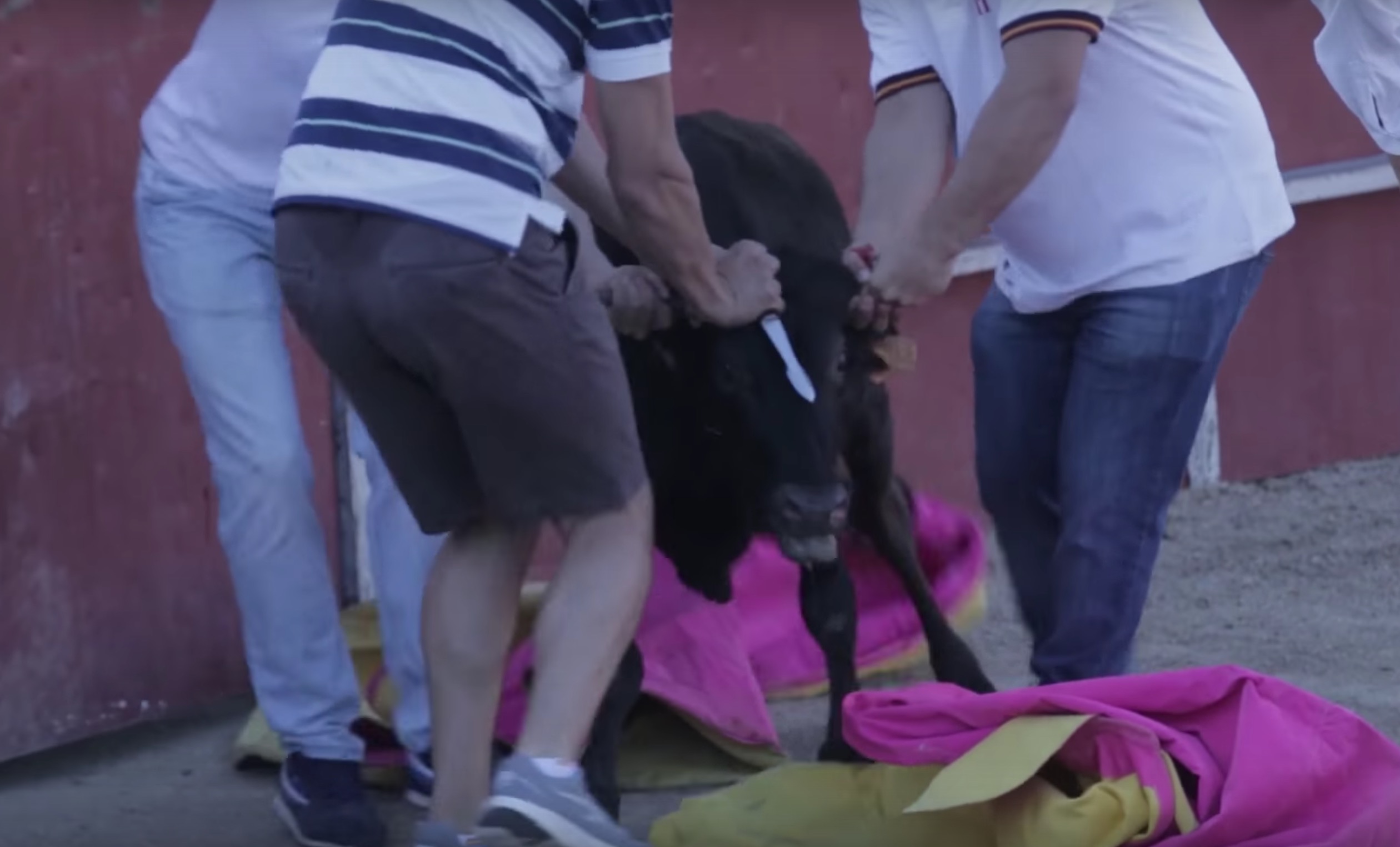 becerrada-veau-corrida-espagne-9