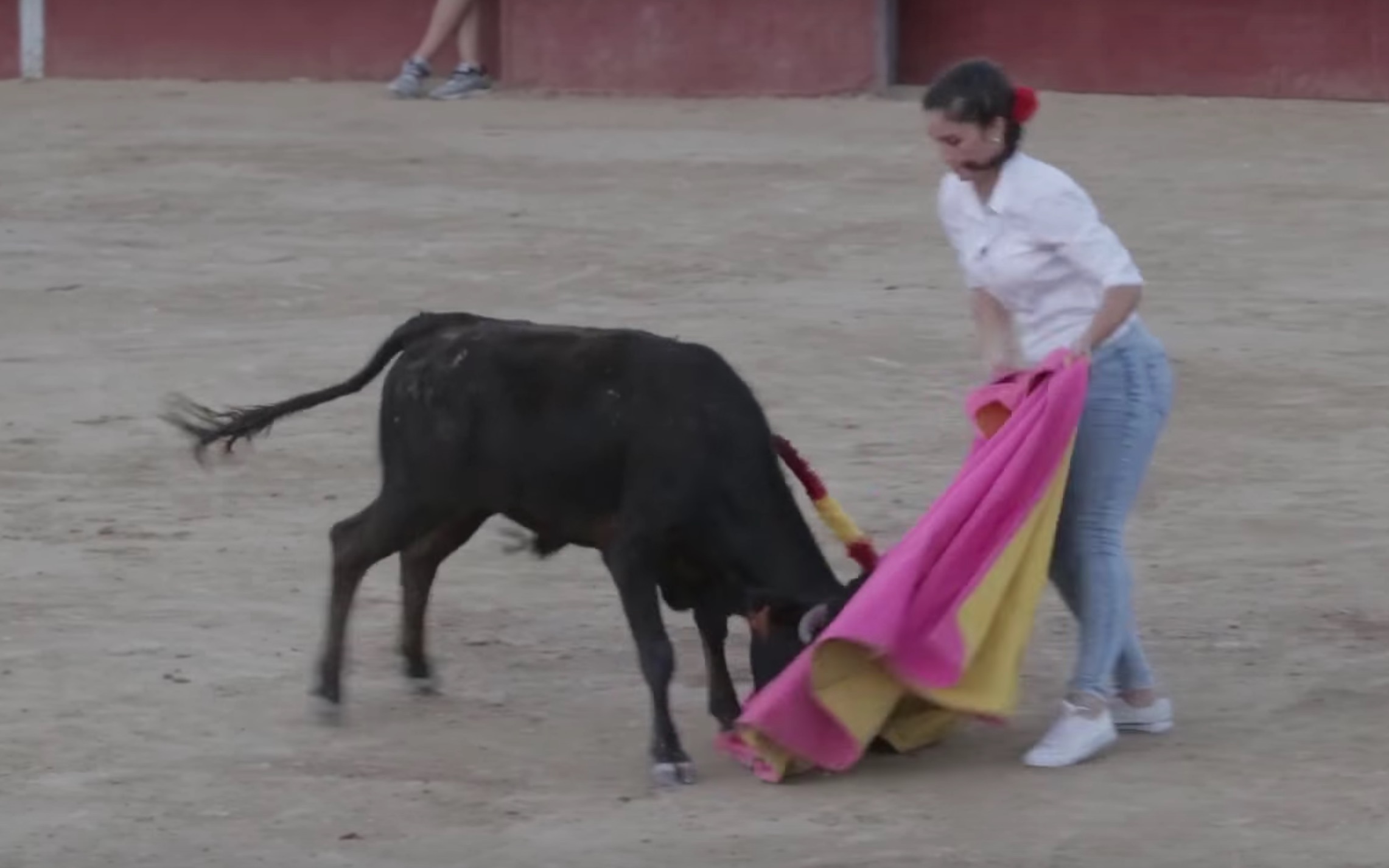 becerrada-veau-corrida-espagne-6