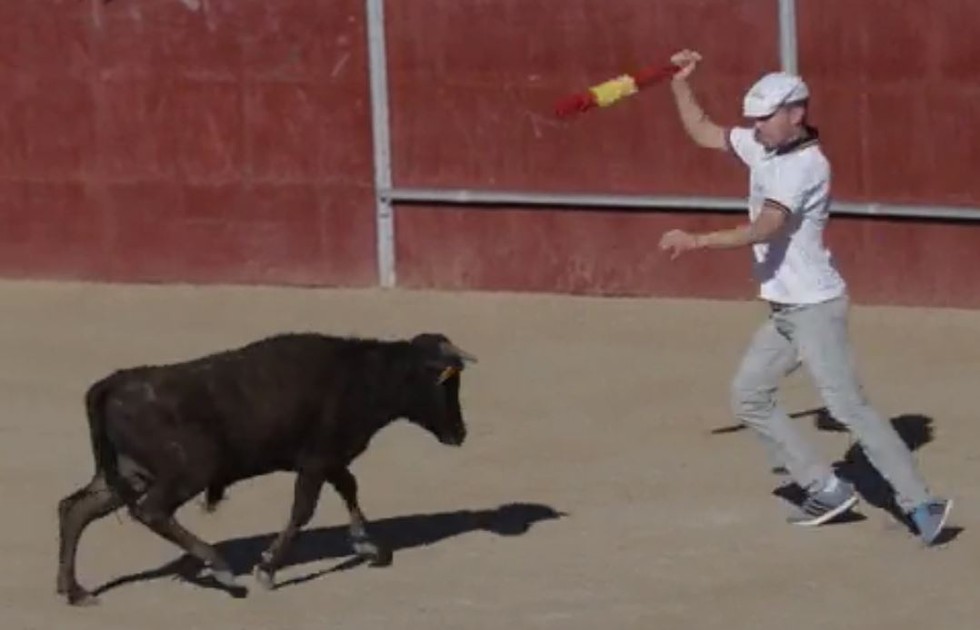 becerrada-veau-corrida-espagne-1