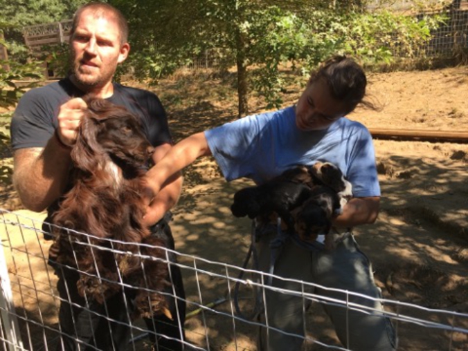 sauvetage-30-millions-amis-cockers-5