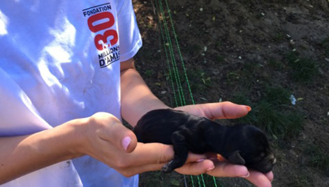 sauvetage-30-millions-amis-cockers-4