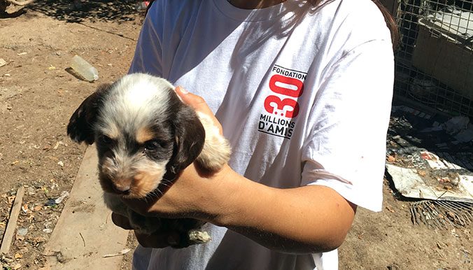 sauvetage-30-millions-amis-cockers-3