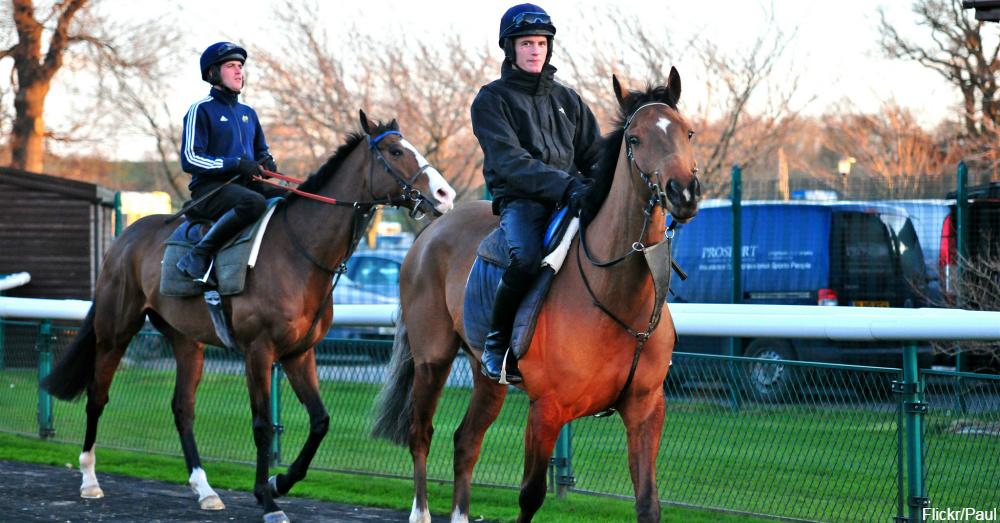 horse-veterans-therapy-5