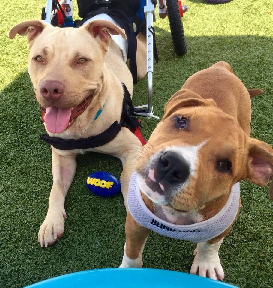 eddie-chien-fauteuil-roulant-3