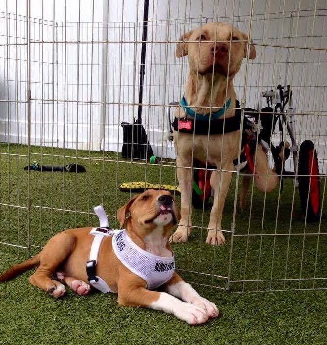 eddie-chien-fauteuil-roulant-4