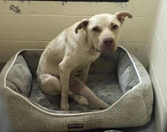 eddie-chien-fauteuil-roulant-2