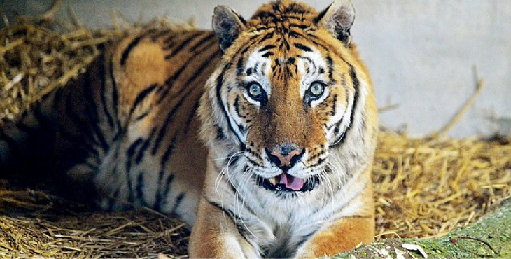 tango-tigre-mort-essos-2