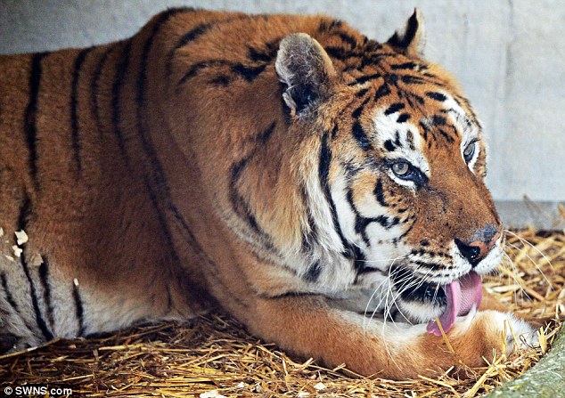 tango-tigre-mort-essos-6