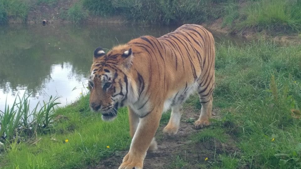 tango-tigre-mort-essos-9