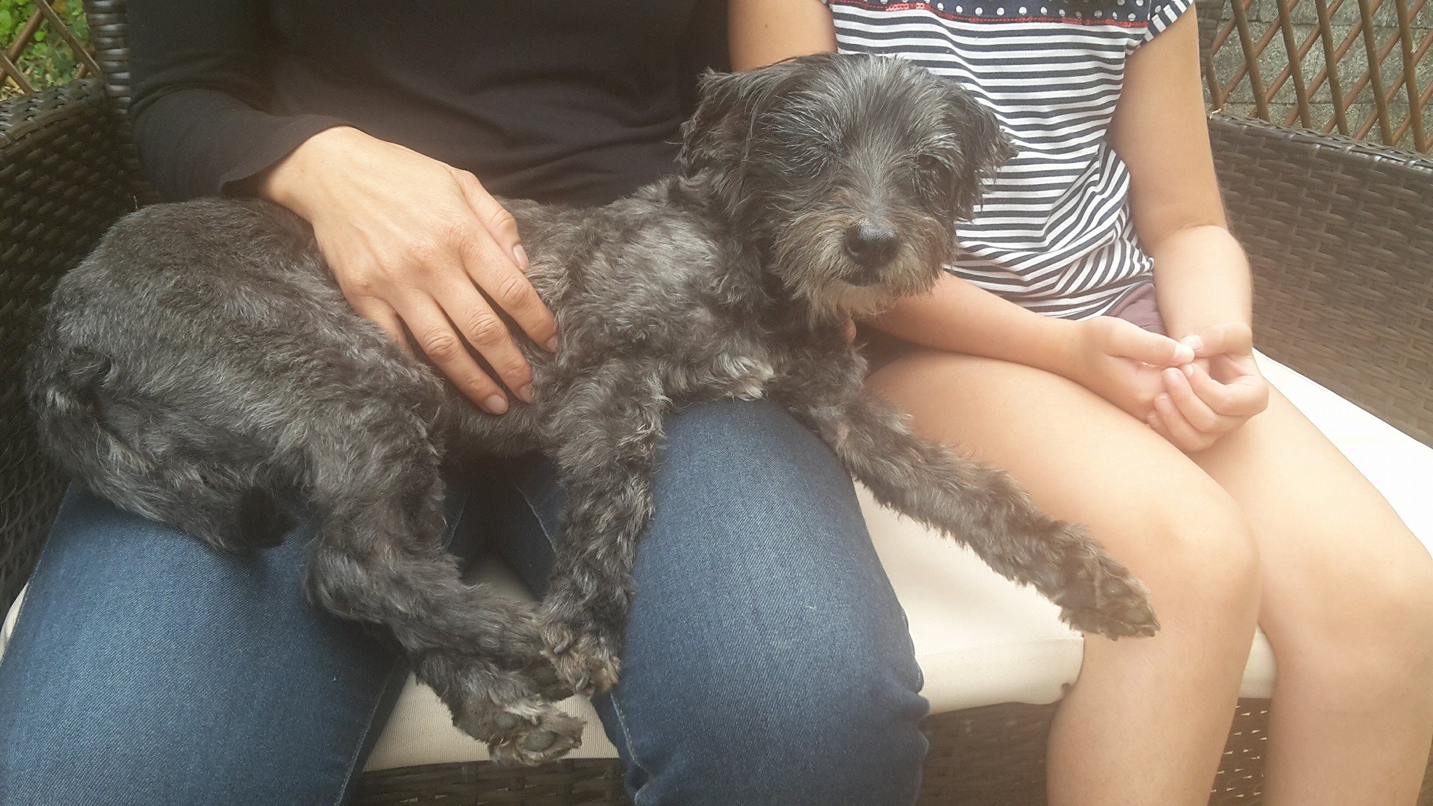 terry-pet-alert-reunion-2