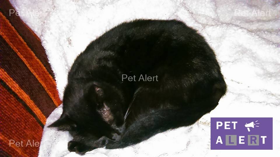 chipette-pet-alert-moselle-1