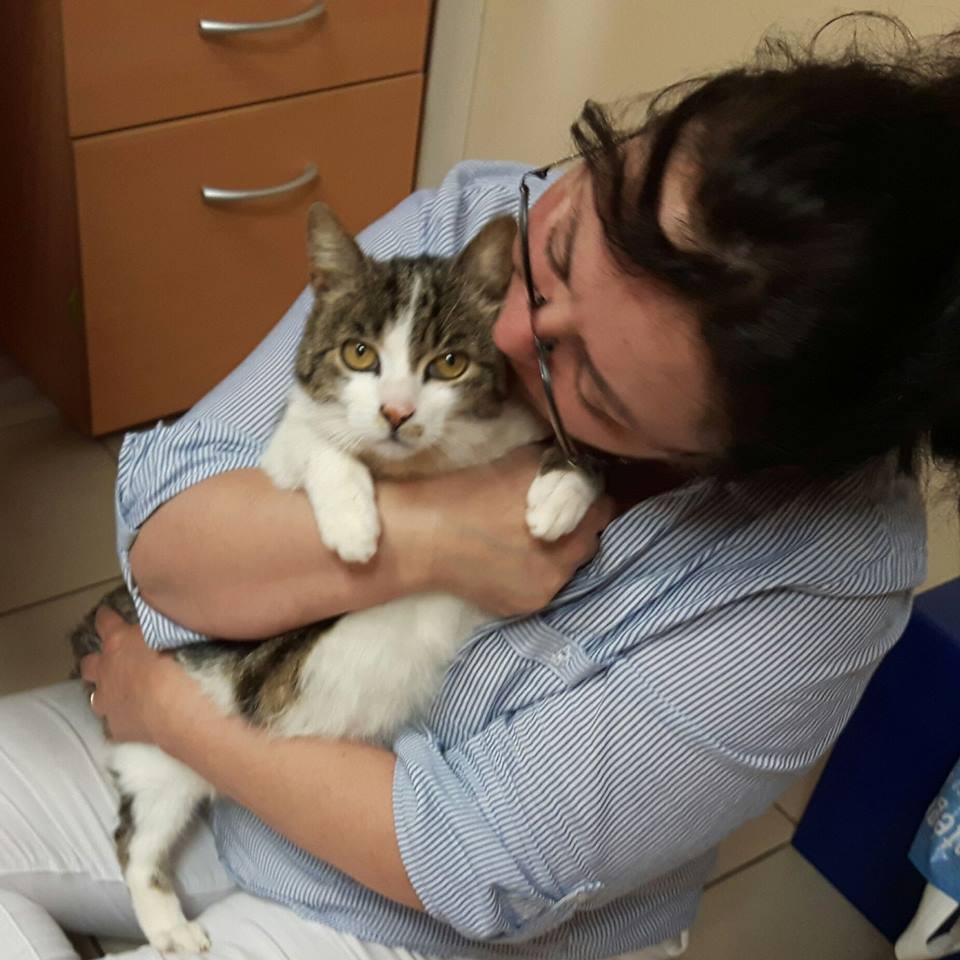 diesel-pet-alert-ete-2016