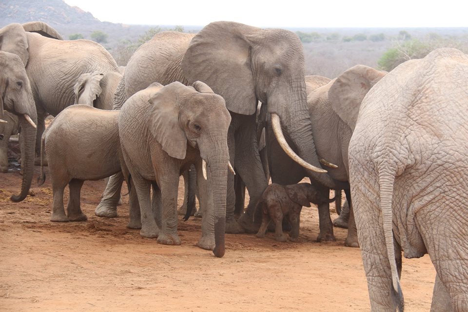 elephants-gawa-baby-4