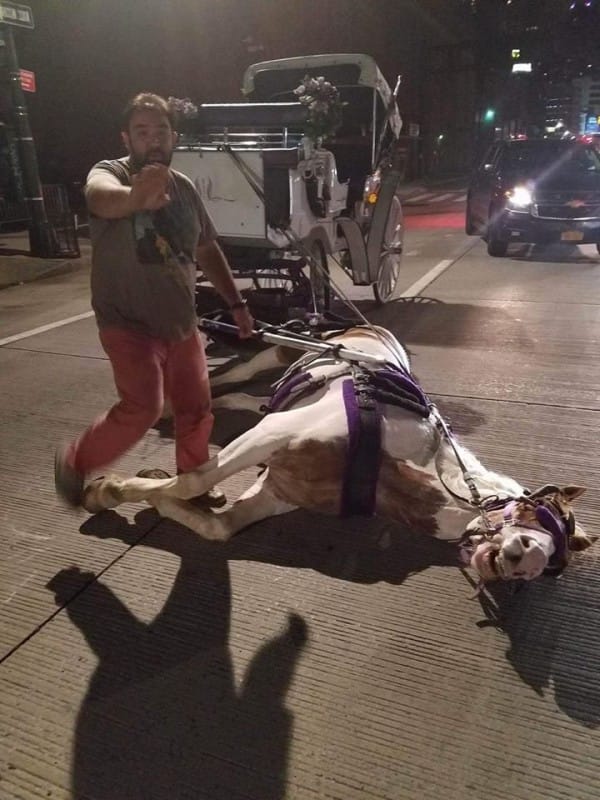carriage-horse-collapsed-norman-new-york-1