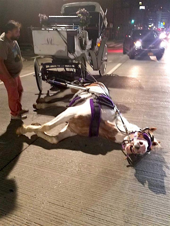 carriage-horse-collapsed-norman-new-york-2